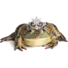 žaba - 动物 - 