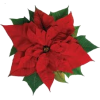 božićna zvijezda - Pflanzen - 