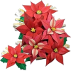 božićna zvijezda - 植物 - 