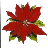 božićna zvijezda - Pflanzen - 