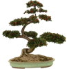 bonsai - Plants - 