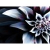 cvijet - Background - 