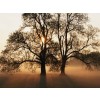 drvo - Background - 