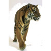 tiger - Illustrations - 