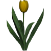 tulipan - 植物 - 