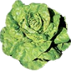 Salata - Verdure - 