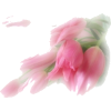 tulipani - Rastline - 