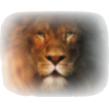 lion face - Animais - 