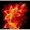 fire flower - Background - 
