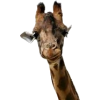 Giraffe - Animais - 
