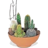 Cactus - Biljke - 