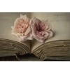 knjiga i ruže - Pozadine - 