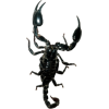 škorpion - Zwierzęta - 