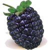 Kupina - Fruit - 