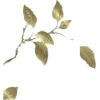 lišće - Pflanzen - 