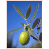 maslina - Plants - 