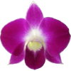 orhideja - Rośliny - 