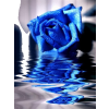 plava ruža - Ilustracije - 