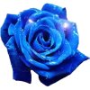 plava ruža - Растения - 