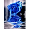plava ruža - 背景 - 