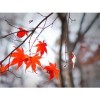 leafs - My photos - 