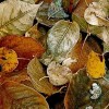 jesen listovi - Ozadje - 
