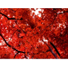 šuma jesen - Moje fotografije - 