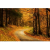 šuma jesen - Moje fotografije - 