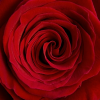 ruža - Background - 