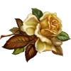 ruža - Plantas - 