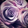 ruže - Background - 