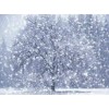 snijeg - Mis fotografías - 
