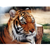 tiger - Animals - 