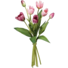 tulipani - Rośliny - 