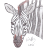 Zebra - Животные - 