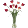 vaze - Plantas - 