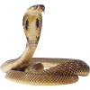 king cobra snake - Animals - 