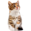 kitten - Animals - 
