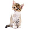 kitten - 动物 - 