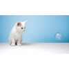 kitten - Background - 