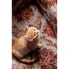 kitten in red - 动物 - 