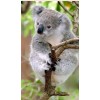 koala - Životinje - 