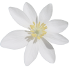kwiat - Piante - 
