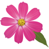 kwiat - Plantas - 