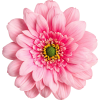 kwiat - Piante - 