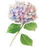kwiat - Plants - 