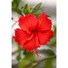 kwiat - 植物 - 