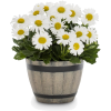 kwiaty - Biljke - 