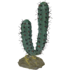 kaktus - Растения - 