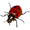 ladybird - Živali - 